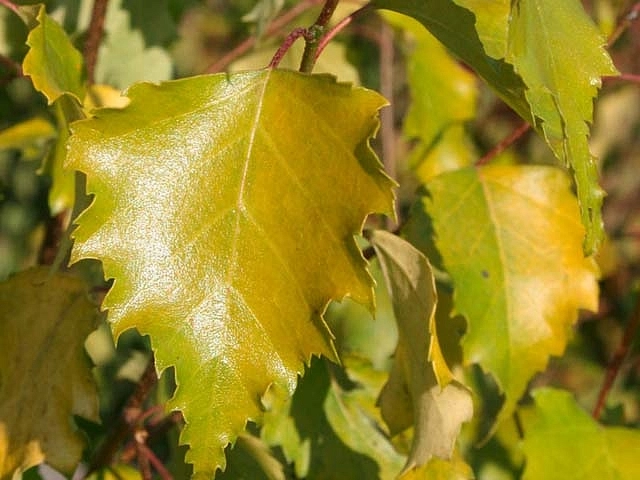 Береза повислая 'Шневердингер Голдбирк'